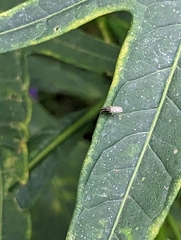 Poecilohetaerus aquilus