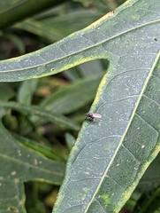 Poecilohetaerus aquilus