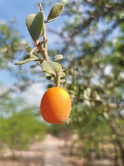 Ximenia caffra caffra
