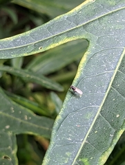 Poecilohetaerus aquilus