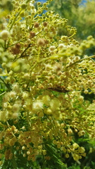 Piesarthrius marginellus