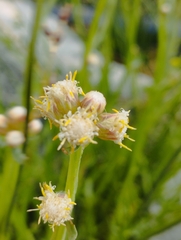 Baccharis sagittalis