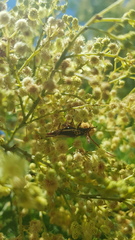 Piesarthrius marginellus