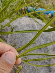 Baccharis sagittalis