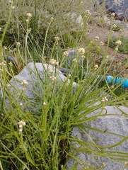 Baccharis sagittalis