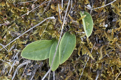 Chiloglottis cornuta