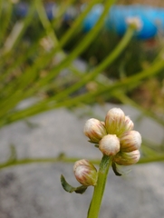 Baccharis sagittalis