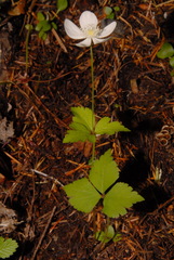 Anemonastrum deltoideum