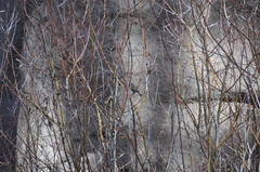 Junco hyemalis caniceps