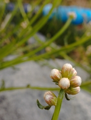 Baccharis sagittalis