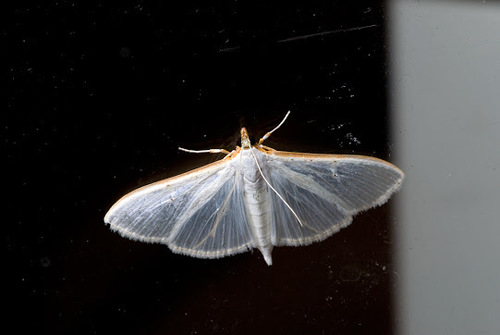 Jasmine Moth