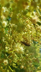 Piesarthrius marginellus