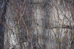 Junco hyemalis caniceps