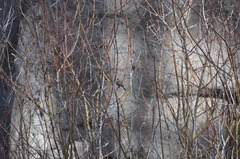Junco hyemalis caniceps