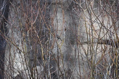 Junco hyemalis caniceps