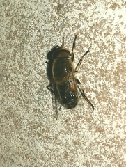 Eristalis similis