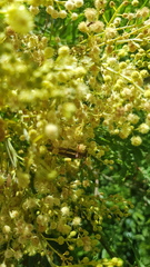 Piesarthrius marginellus