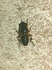 Eristalis similis