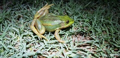 Pelophylax plancyi