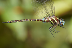 Rhionaeschna psilus