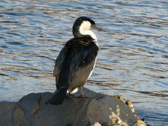 Phalacrocorax fuscescens