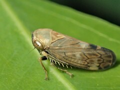 Neotartessus flavipes
