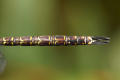 Rhionaeschna psilus