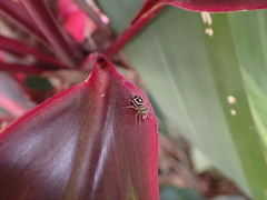 Cosmophasis micarioides