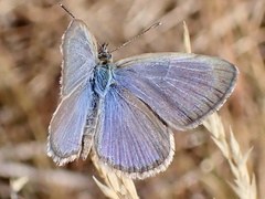 Zizina otis labradus