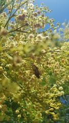 Piesarthrius marginellus