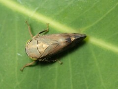 Neotartessus flavipes