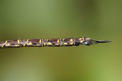 Rhionaeschna psilus