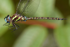 Rhionaeschna psilus