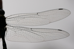 Rhionaeschna psilus