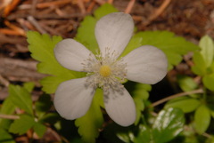 Anemonastrum deltoideum