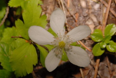 Anemonastrum deltoideum