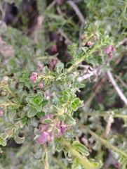 Escallonia carmelitana