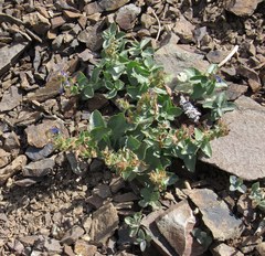 Penstemon montanus montanus