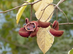 Sterculia guttata