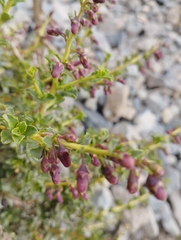 Escallonia carmelitana