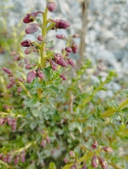Escallonia carmelitana
