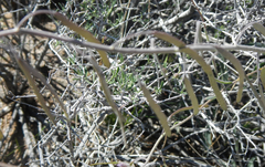 Boechera