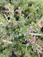 Escallonia carmelitana