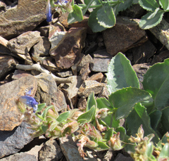 Penstemon montanus montanus