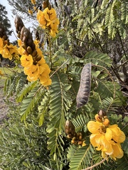 Senna didymobotrya