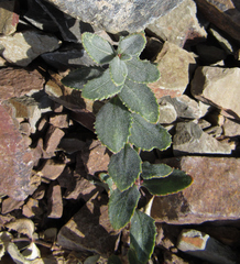 Penstemon montanus montanus