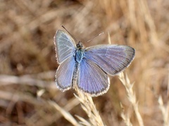 Zizina otis labradus