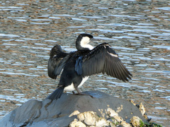 Phalacrocorax fuscescens