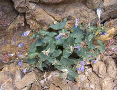 Penstemon montanus montanus