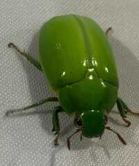 Pelidnota prasina